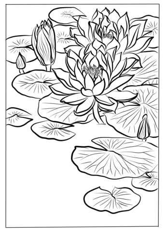 Water Lily By Ohara Koson Coloring Page